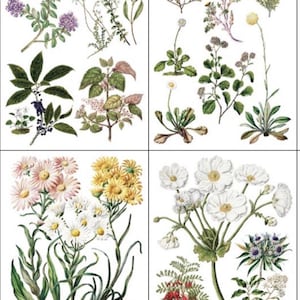 May include: Botanical illustration featuring a variety of flowers and plants. The image is divided into four sections, showcasing detailed drawings of purple, white, and yellow flowers, along with various green foliage. The style is reminiscent of vintage botanical prints.