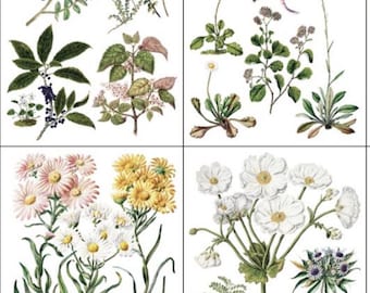 Sarah Featon's Botanicals IOD Transfer *Iron Orchid Designs Flower Watercolor Wildflower Rub On Decal Trasnfer