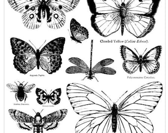 Butterflies IOD Stamp *Iron Orchid Designs Monarch Moth Bee Dragonfly Iron Orchid Designs Stamps