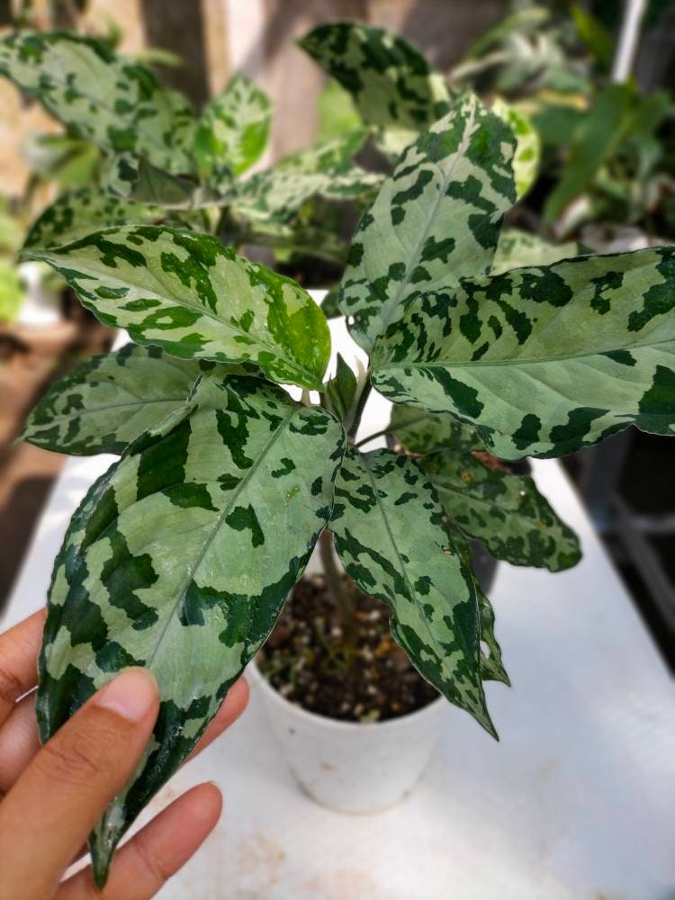3 Pcs Aglaonema Pictum Bicolor bundling - Etsy