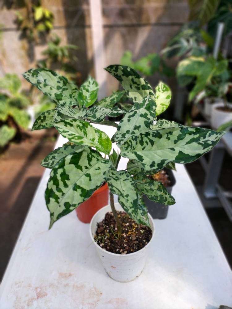 3 Pcs Aglaonema Pictum Bicolor bundling - Etsy