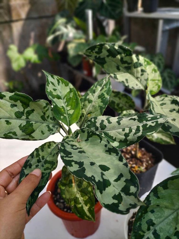 3 Pcs Aglaonema Pictum Bicolor bundling - Etsy