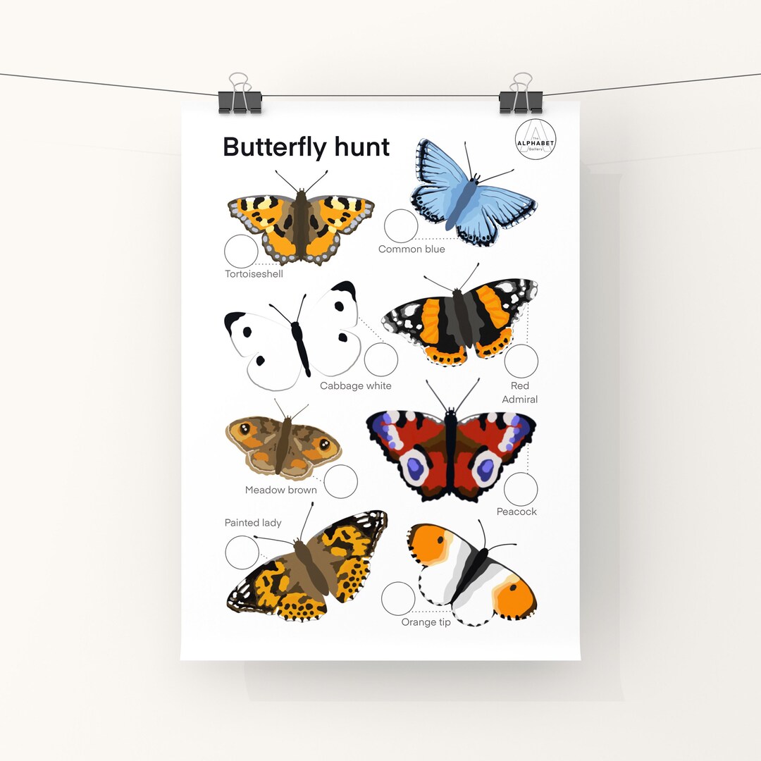 Butterfly Identification Sheet Types of Butterfly Print, Toddler