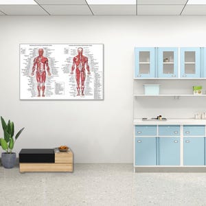 Frameless Muscular Anatomy System Poster(front and back view), Muscular System Anatomy Physician Physical Education Wall Art