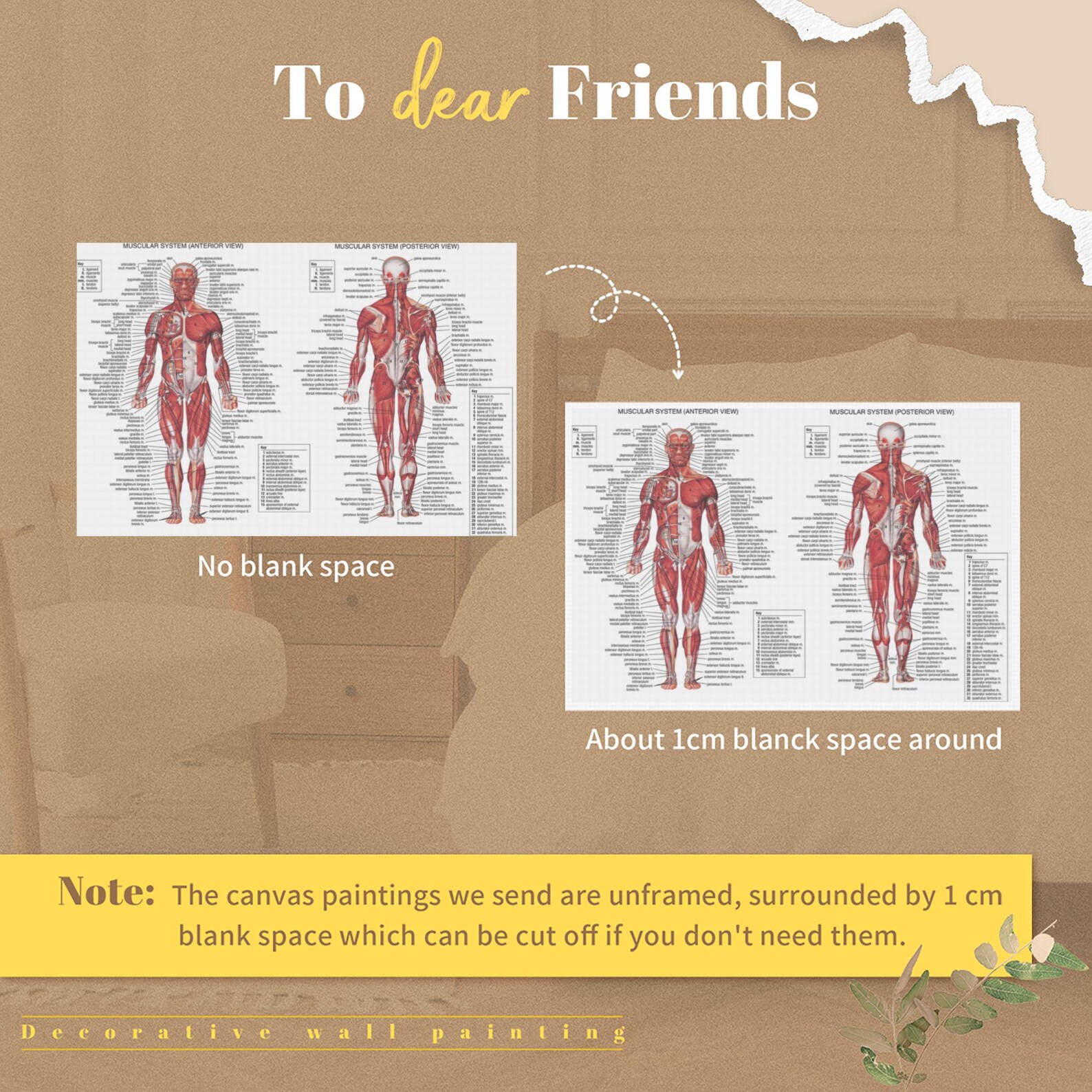 Muscular System Anatomy Poster: Front & Back View, Physician Art - Etsy