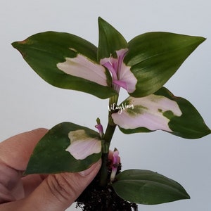 Tradescantia Blushing Bride (Spiderwort)