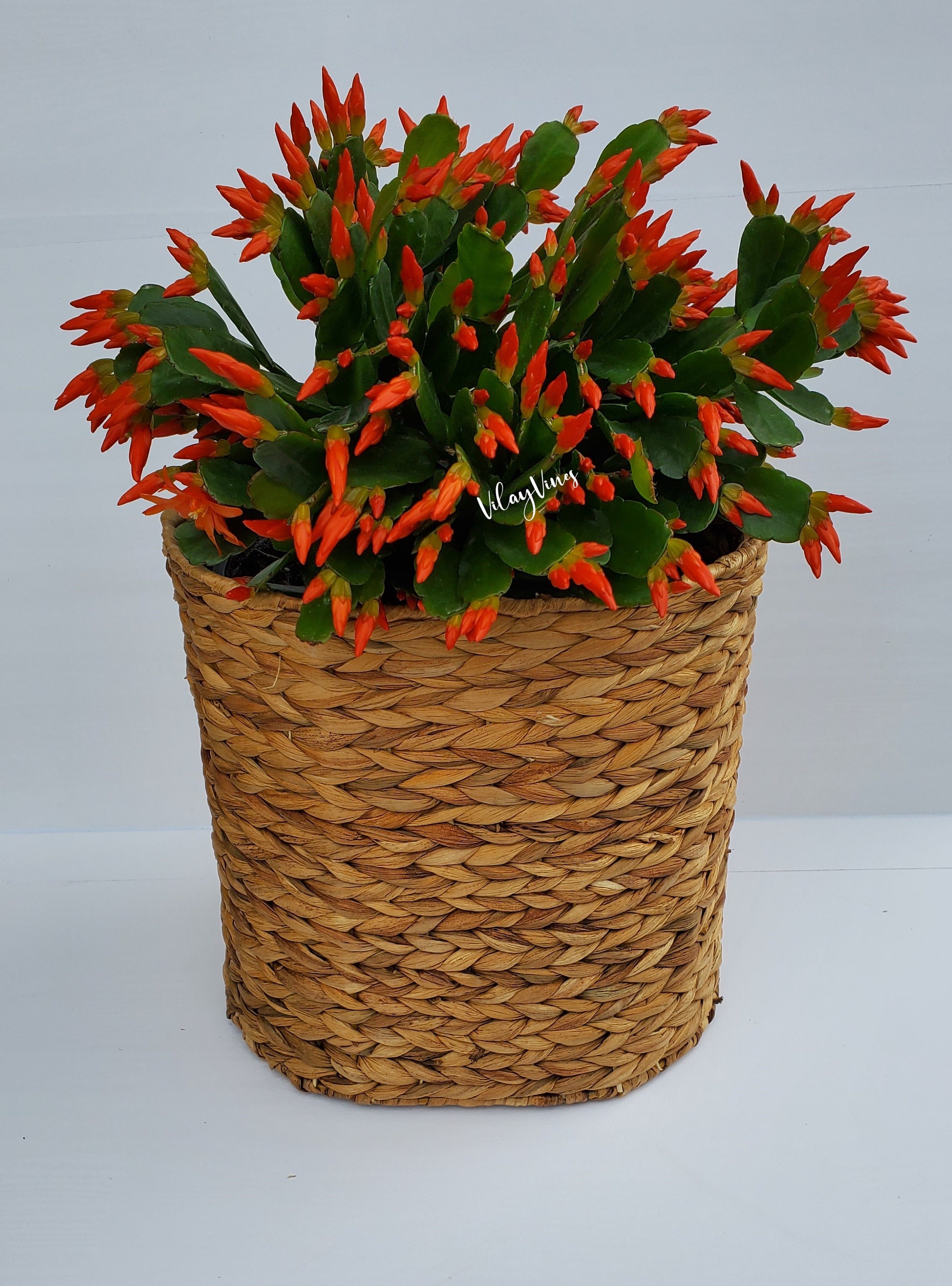 Rhipsalidopsis Hatiora 'Easter Cactus'