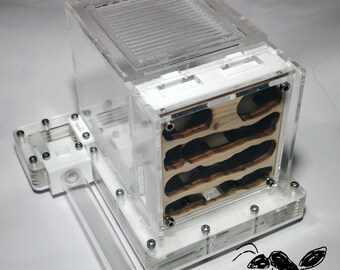 Fourmilière verticale de bois et méthacrylate (+couverture Rouge) /formicarium/myrmécologie