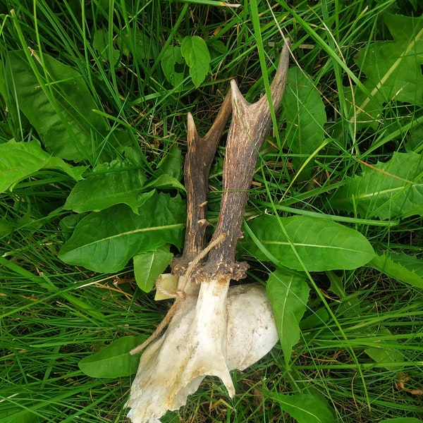 Real deer antlers with skull Gothic roe head decor.