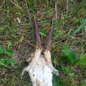 Real deer antlers with skull Gothic roe head decor.