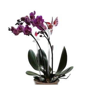 Glass orchid stick/holder - &quot;Hummingbird and Pointed Tip&quot;