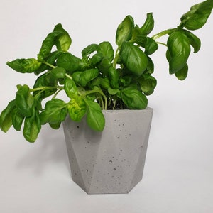 Könnte beinhalten: Ein grauer Betontopf mit geometrischem Design, in dem eine grüne Basilikumpflanze wächst.
