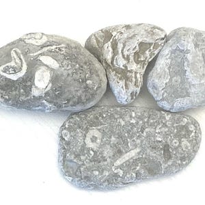 Baltic Sea Rocks: Shell Print Decorative Aquarium Stones, Garden Decor
