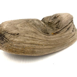 May include: A piece of driftwood with a natural, weathered brown color and a smooth, rounded shape. The wood has a unique, organic texture and is perfect for adding a touch of nature to your home decor.