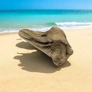 Coastal Driftwood Piece: Natural Wood Decor, Aquarium Terrarium Art (11.4&#39;&#39;)