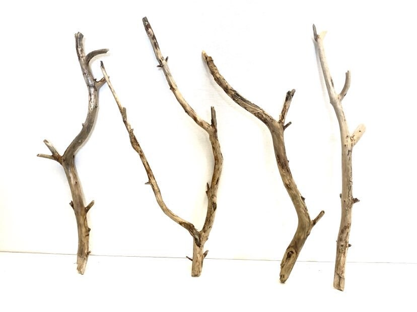 Branche en bois flotté 50 cm 19,6 po., bâton de plage rustique