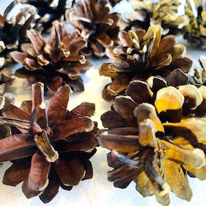 Piñas naturales (100 unidades): decoración rústica para Navidad y otoño