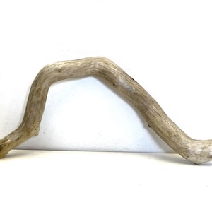 Curved Driftwood Branch (18.5&quot;): Coastal Boho Air Plant Holder