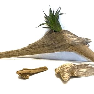 Decorative Driftwood Pieces: DIY Craft & Aquarium Decor