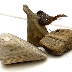Pieces of driftwood stumps., Unique decorative items, Art supplies, and Driftwood display.