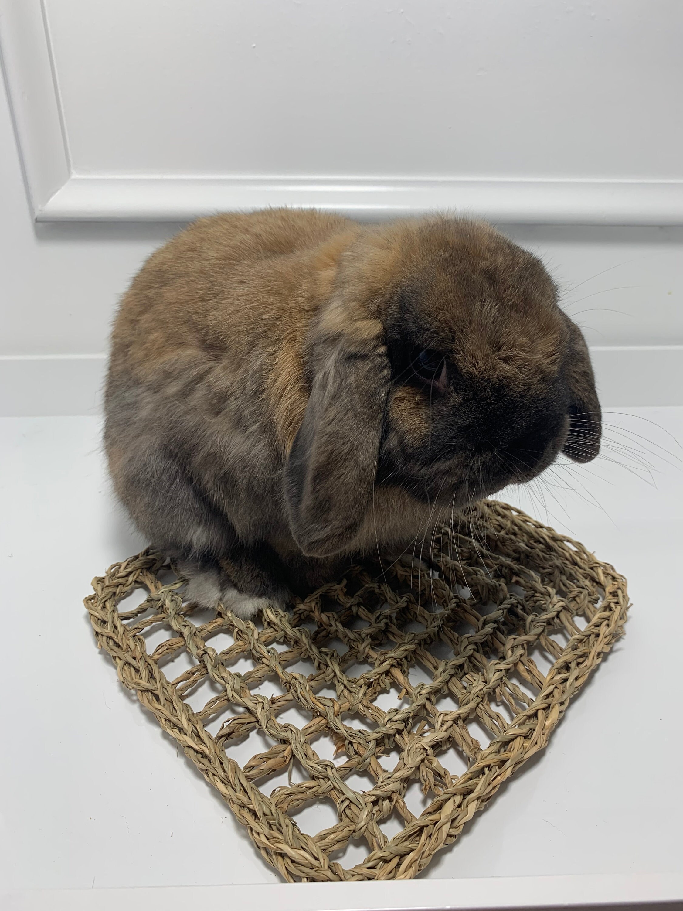 Plain Seagrass Mat Rabbit Chew Toy Chinchilla Chew Toy Etsy Canada