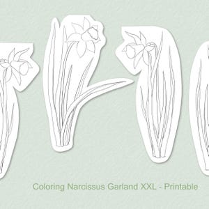 May include: Line art of narcissus flowers with long stems and leaves, arranged in a row. The flowers are white with detailed petals and a central cup. The text "Coloring Narcissus Garland XXL - Printable" is at the bottom.