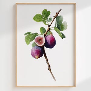Fig Botanical Wall Art Print: Watercolour Fruit Illustration for Kitchen or Dining Room