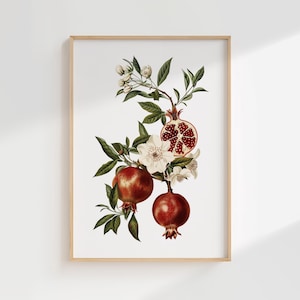Pomegranate Wall Art Print, Botanical Fruit Illustration Digital Download, Vintage Kitchen Artwork, Mediterranean Printable Wall Decor