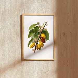 May include: A framed botanical print featuring a detailed illustration of a cacao plant branch. The print showcases green leaves, small white flowers, and several yellow and brown cacao pods. The frame is made of light-colored wood.