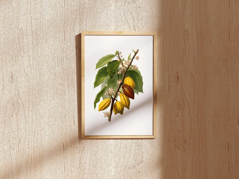May include: A framed botanical print featuring a detailed illustration of a cacao plant branch. The print showcases green leaves, small white flowers, and several yellow and brown cacao pods. The frame is made of light-colored wood.