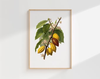 Lámina botánica de la planta del cacao: ilustración vintage de Theobroma cacao con vainas, hojas y flores
