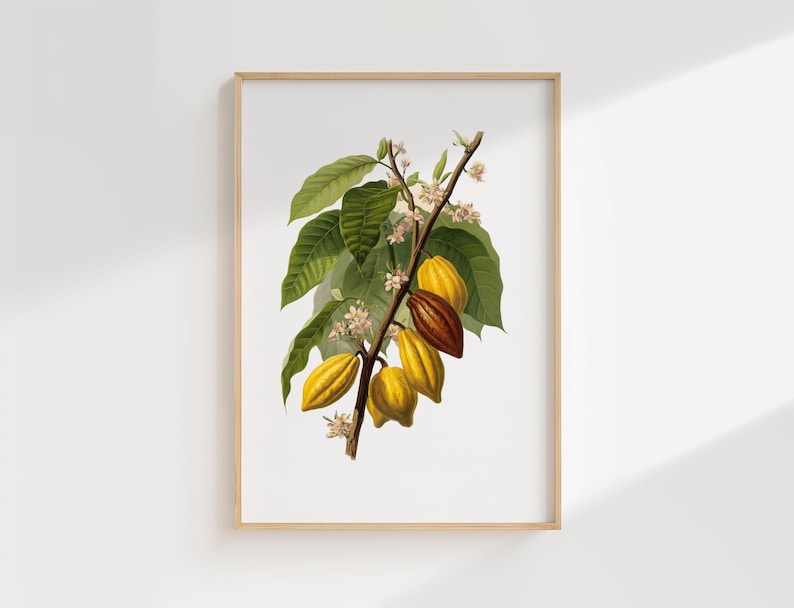 May include: A framed botanical print featuring a detailed illustration of a cacao plant branch. The artwork showcases green leaves, delicate white flowers, and ripe yellow and brown cacao pods. The print is set against a white background.
