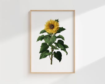 Sunflower Botanical Print – Vintage Illustration of Yellow Helianthus with Green Leaves (Digital Download)