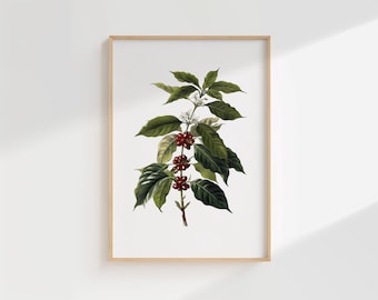 Coffee Plant Botanical Print – Vintage Illustration of Coffea Arabica with Flowers and Red Cherries