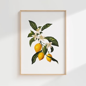 Lemon Botanical Wall Art Print: Vintage Citrus Illustration for Kitchen or Dining Room