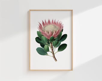 Protea Botanical Print – Vintage Illustration of Pink Protea Flower with Green Leaves
