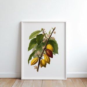 May include: A framed botanical print featuring a detailed illustration of a cacao plant branch. The print showcases green leaves, small white flowers, and yellow and brown cacao pods. The artwork is set against a white background.