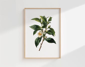 Tea Plant Botanical Print: Vintage Camellia Sinensis Illustration (Digital Download)