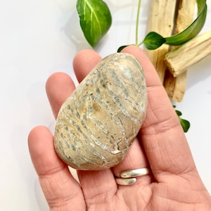 Chain Coral Fossil Polished Freeform, Lake Michigan Fossil, Halysites Fossil, Great Lakes Rocks