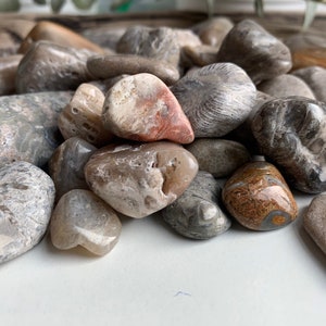 Polished Great Lakes Fossils (4oz Assorted), Polished Fossils, Lake Michigan fossils, Great Lakes fossils, stocking stuffer