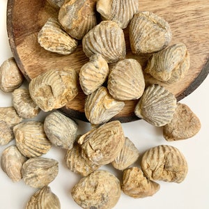 May include: A collection of fossilized seashells in various shades of brown and beige. The shells are arranged on a wooden surface and some are spilling over the edge onto a white background.