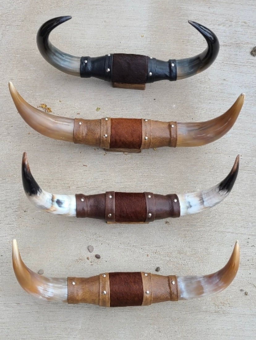 Longhorn Steer Horns for sale Only 2 left at 60