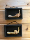 Mummified F@*k Off Chicken Foot Shadow Box Wall Hanging \u2026 The Chicken Finger product logo