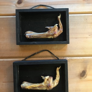 May include: Two framed chicken feet, each in a black frame with a black background. The feet are dried and have claws.