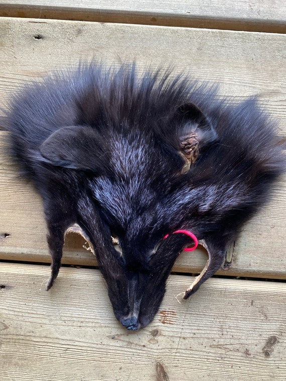 Silver Fox Face Taxidermy Fur