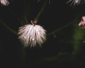 Close-up