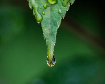 Close-up