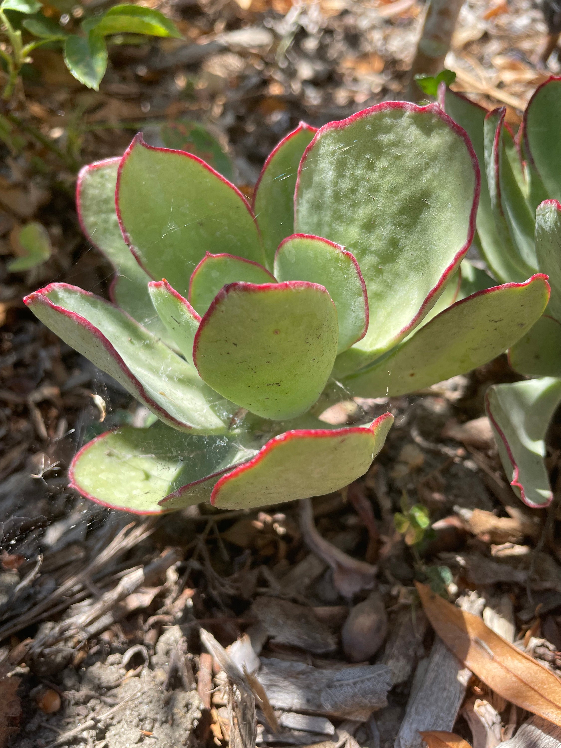 Cotyledon Orbiculata Pig's Ear Live Rooted Plant 2 or Etsy