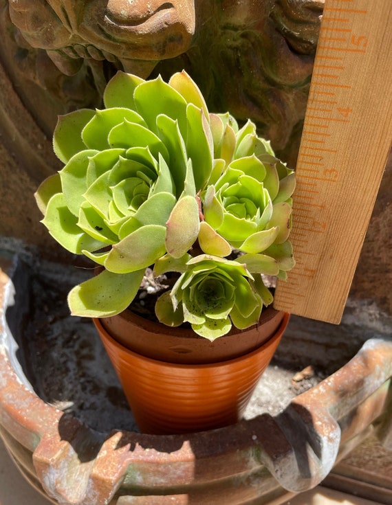 Aeonium Urbicum Salad Bowl Bouquet Rooted Plant Apx 3 to 16 Etsy