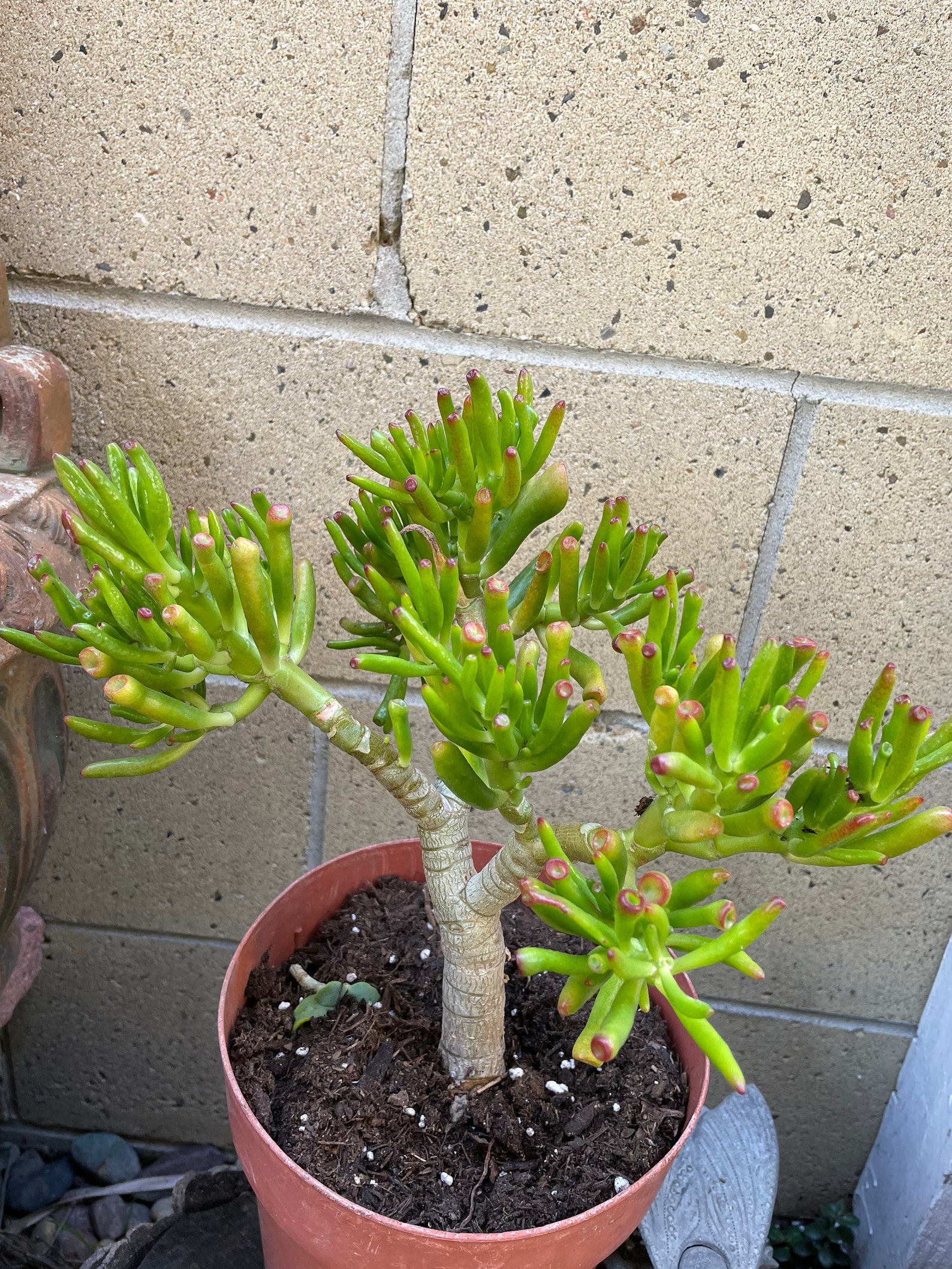 Ogre Ears Jade Shrek Ears Bonsai Tree Apx 9 Tall Live Etsy Australia